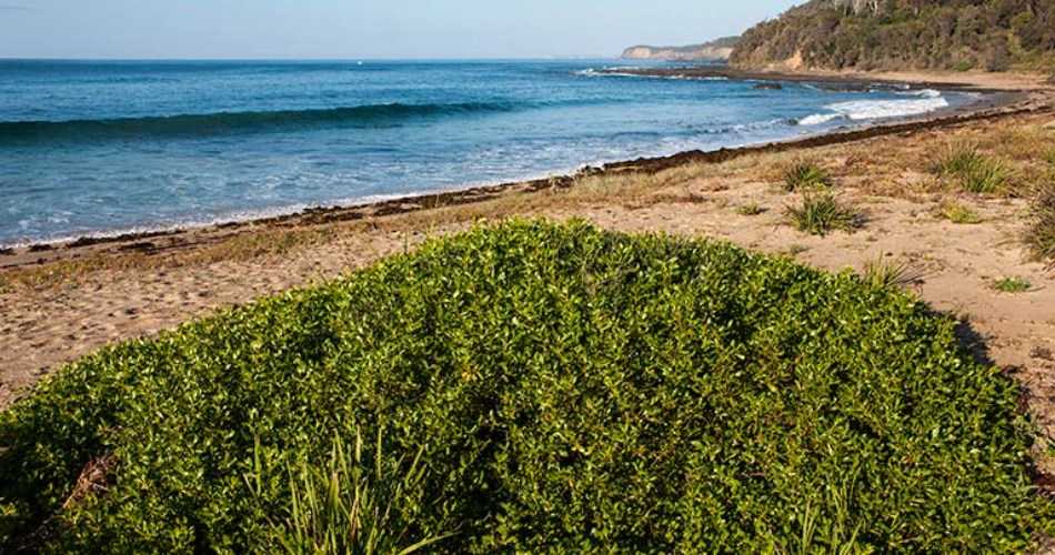What to Do in Richmond, Canada for a Perfect Beach Day